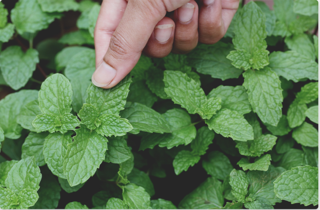 Peppermint Beatles